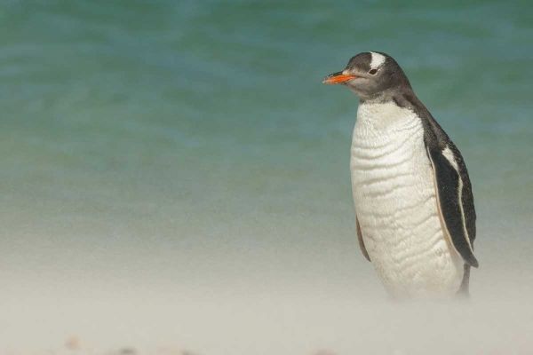 Bleaker Island Gentoo penguin on the beach
